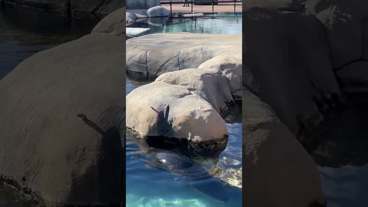 Seals - Marine mammals