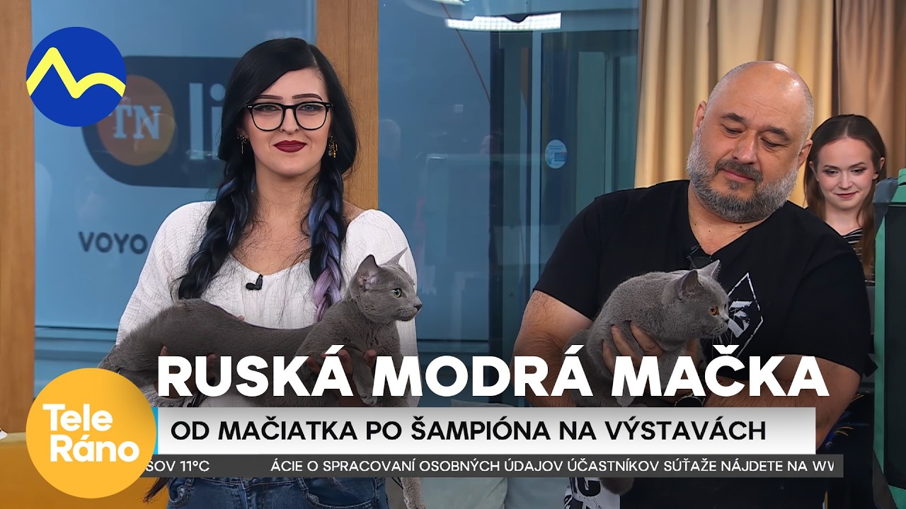Od mačiatka po šampióna na výstavách | Teleráno
