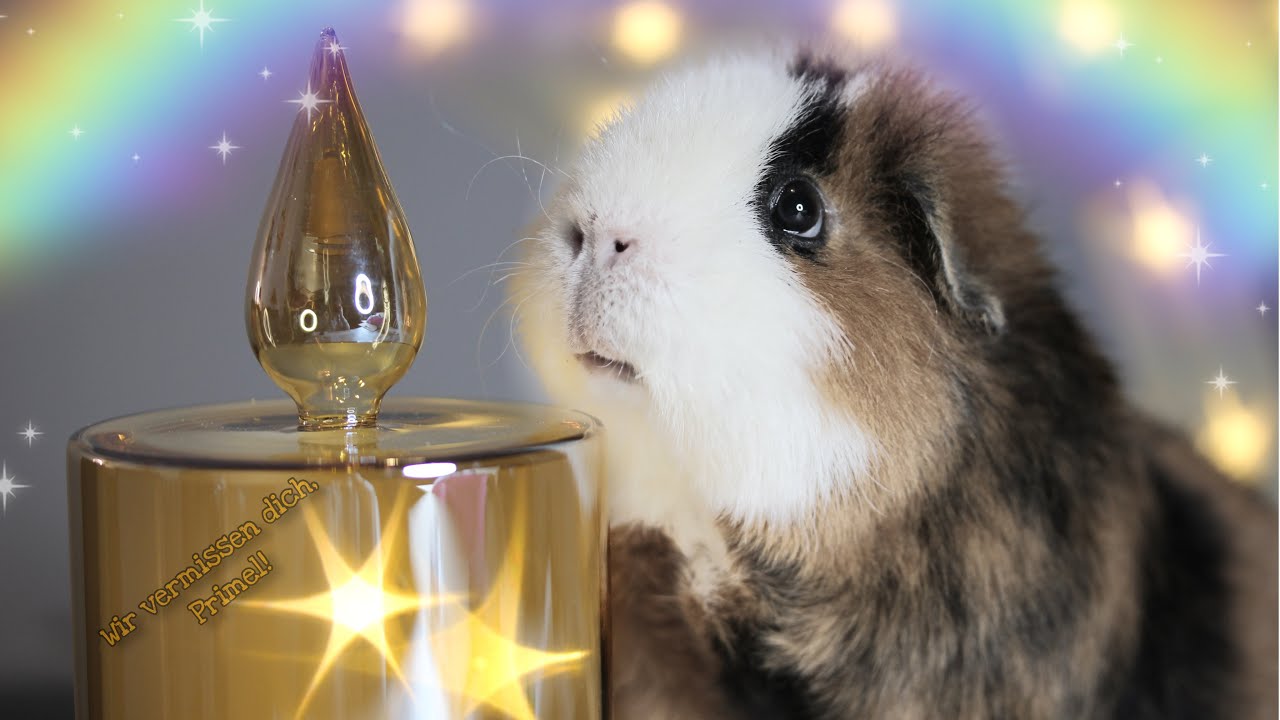 RIP Primel - Best of und Abschiedsvideo | Die Schweinwohner