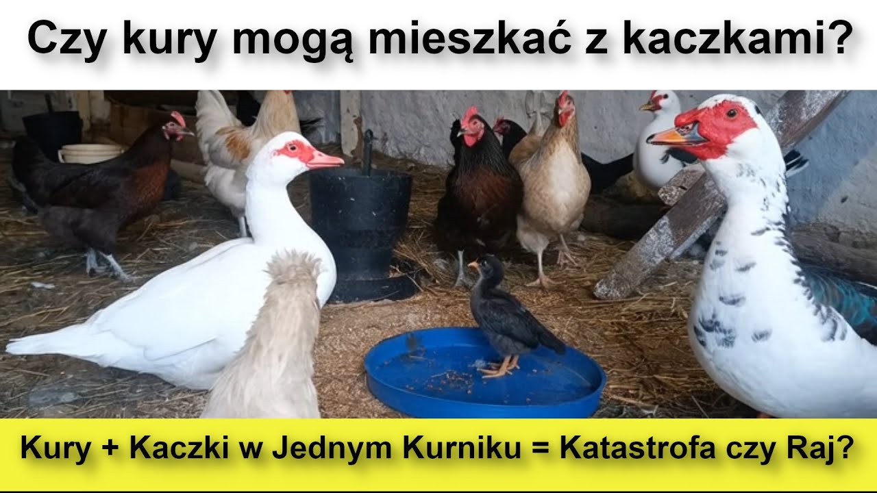 Czy Kury i Kaczki Mogą Mieszkać Razem? 🐔🦆 Cała Prawda!