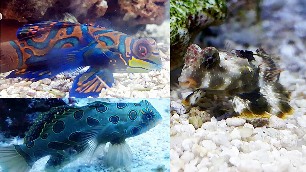 El pez mandarín (Synchiropus splendidus, picturatus y Neosynchiropus ocellatus) Ficha Técnica