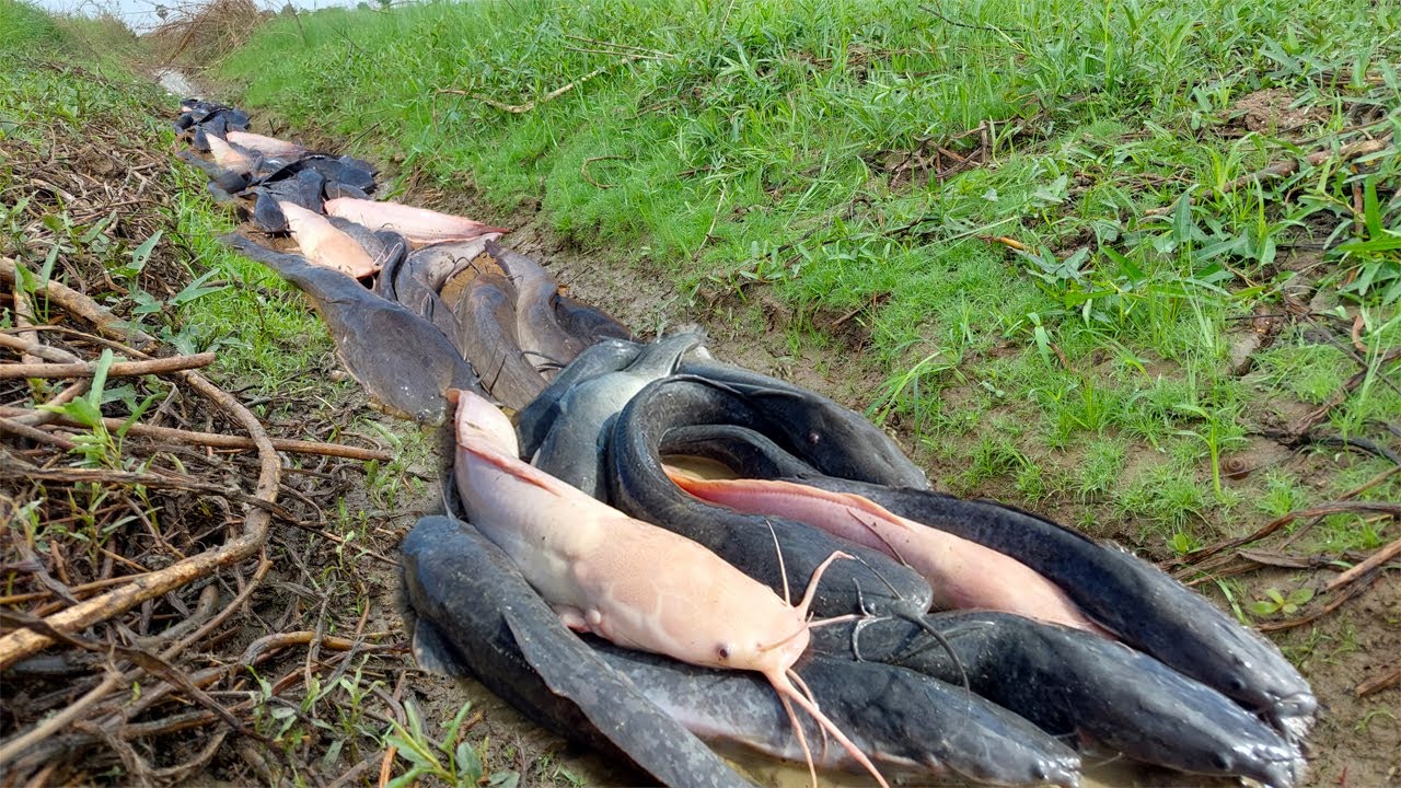 So Amazing fishing skills! catch a lot of fish