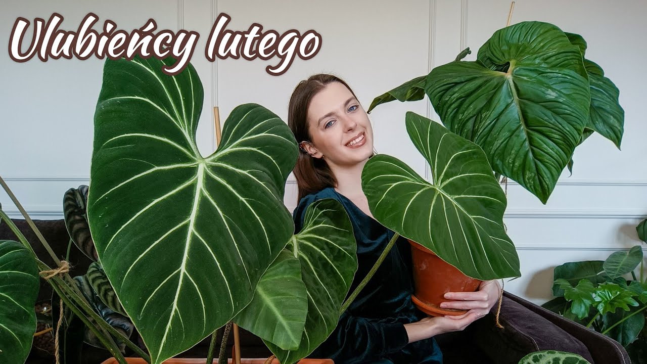 Ulubieńcy lutego❤️,  czyli zatrzęsienie filodendronów 🌱
