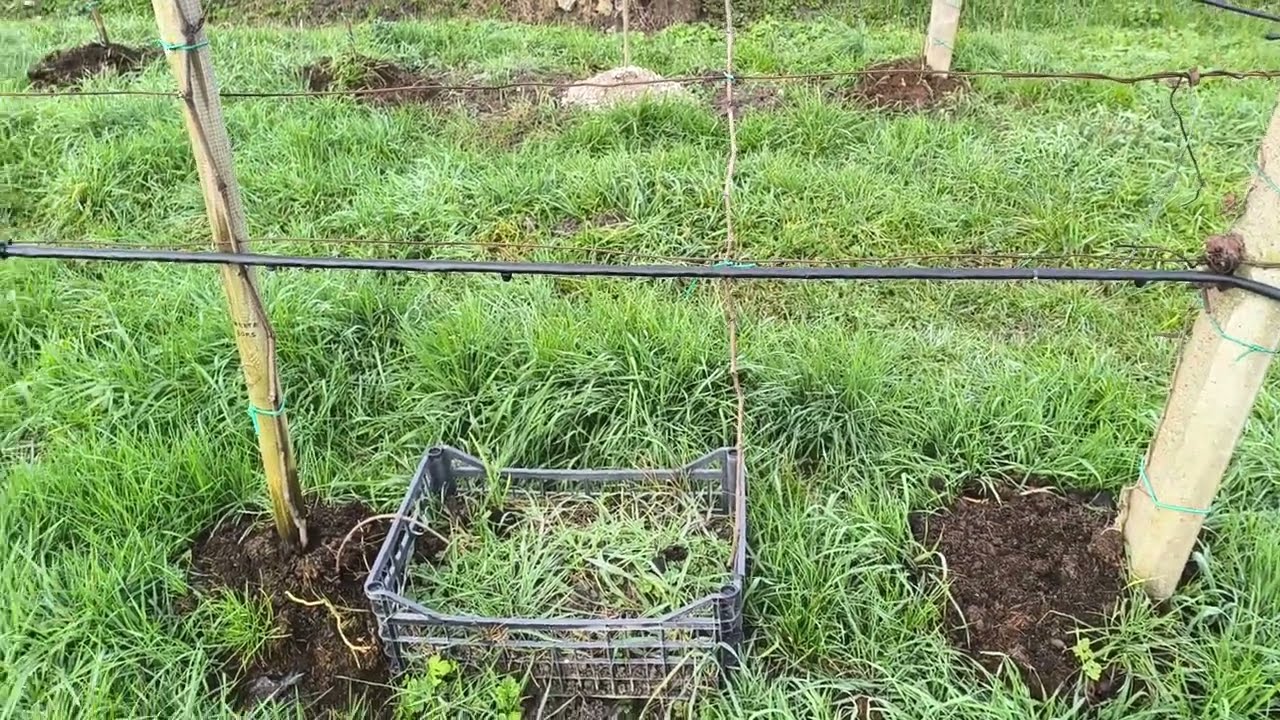 Sistemul Pergola,plantarea deasă 🍇💯