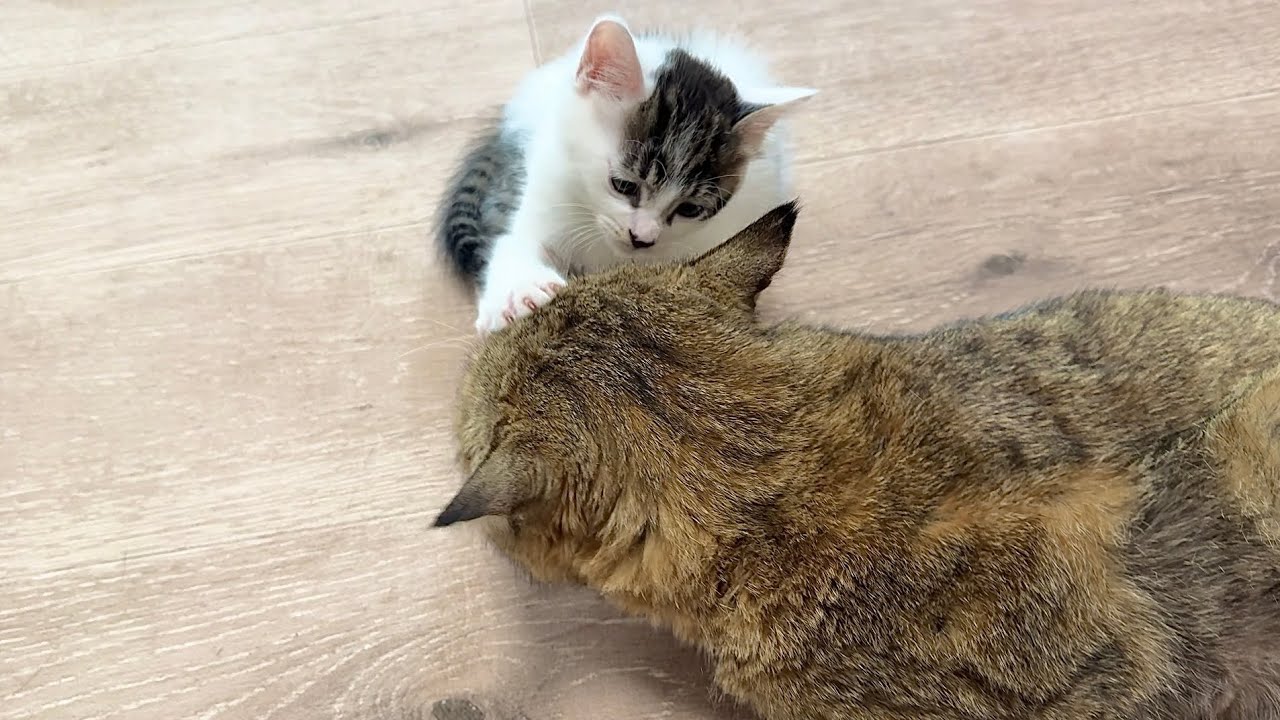 遊ぶ気満々のはずが…触れた瞬間に寝てしまう子猫【坊ちゃん日記#26&たこやき君日記】The kitten that suddenly falls asleep