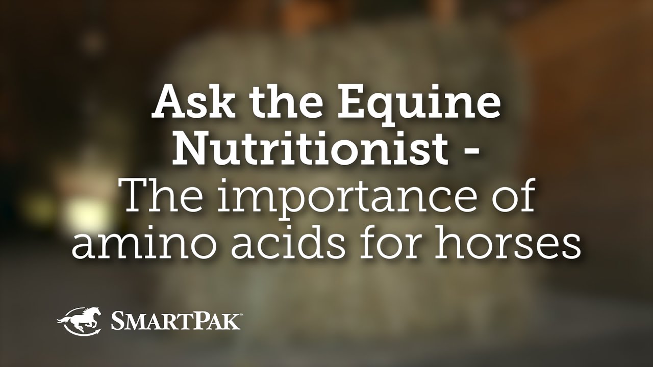 Ask the Equine Nutritionist - The importance of amino acids for horses