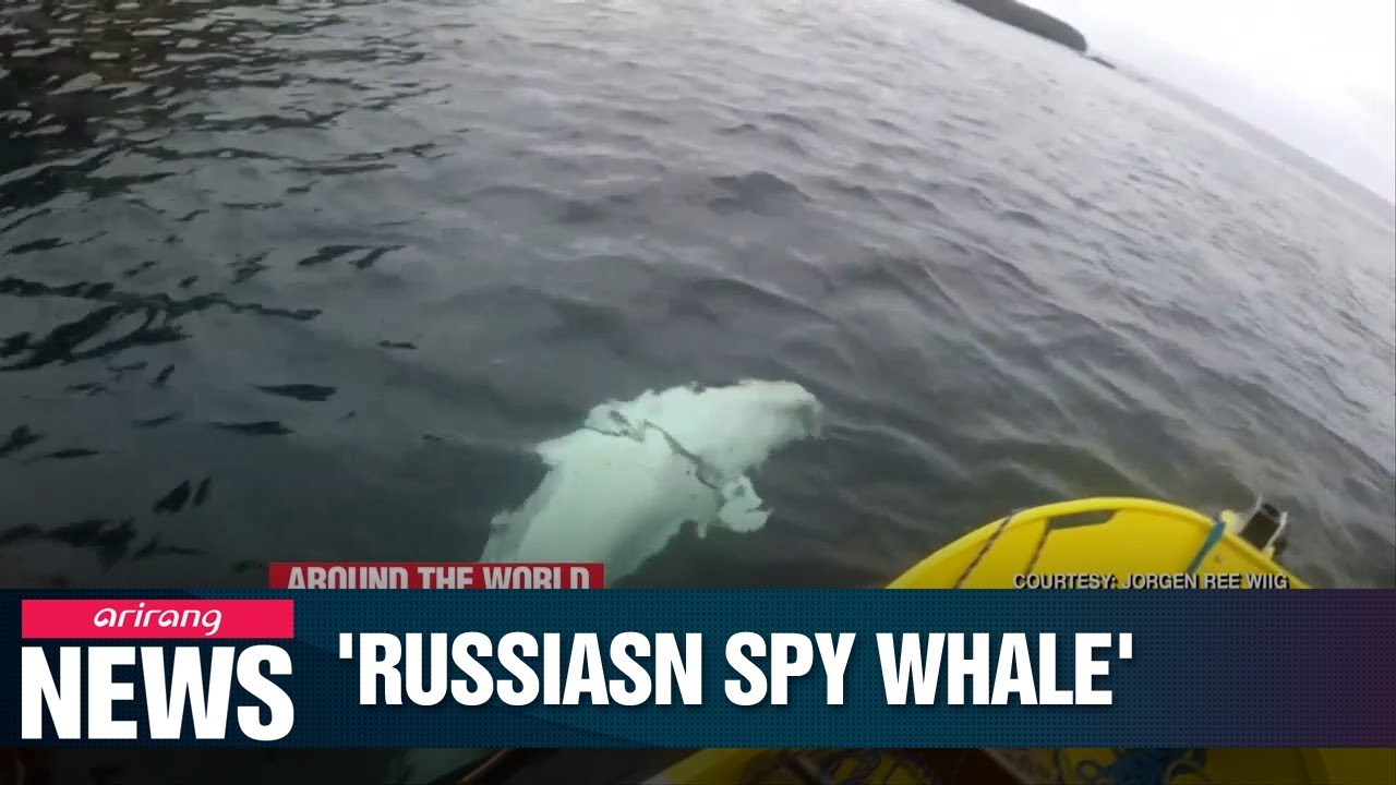 Norway finds beluga whale believed to have been trained by Russian Navy
