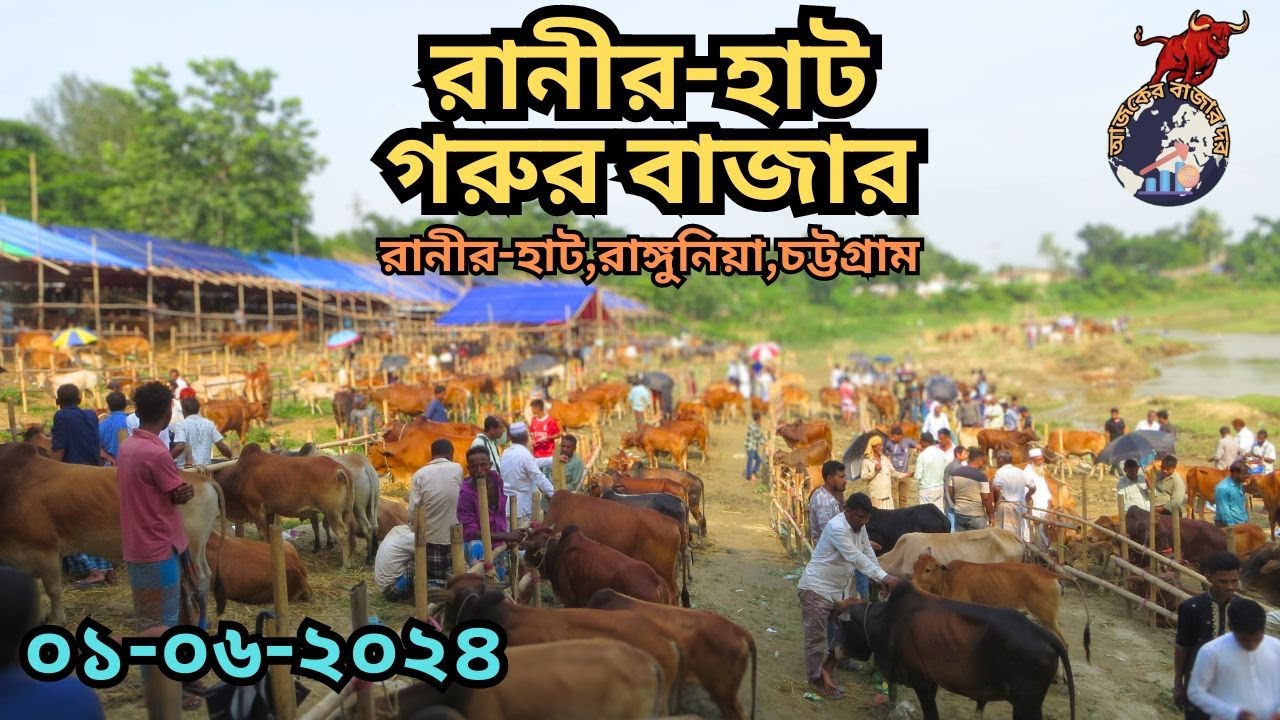 রানীর-হাট গরুর বাজার।। রানীর-হাট,রাঙ্গুনিয়া,চট্টগ্রাম। ০১/০৬/২০২৪ইং। কোরবানি ২০২৪ ইং।।