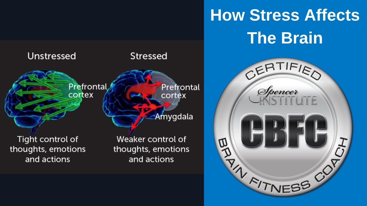 How Does Stress Affect The Brain?
