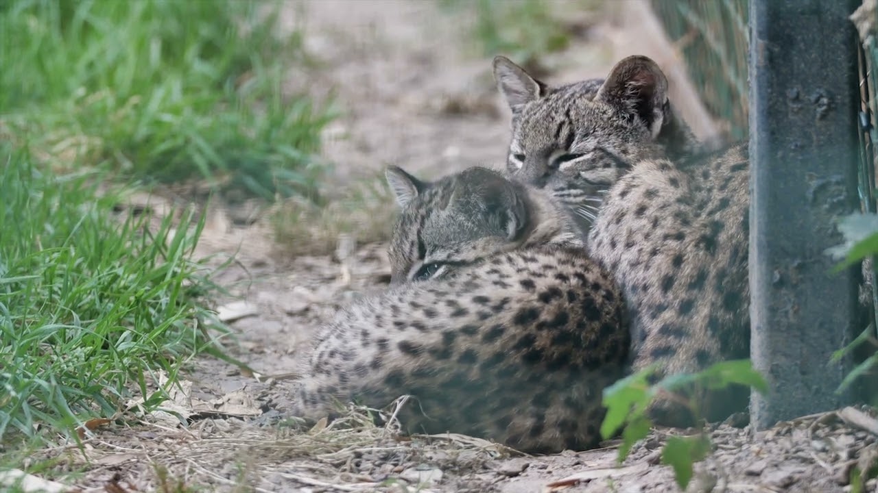 Le zoo Le Domaine des Fauves