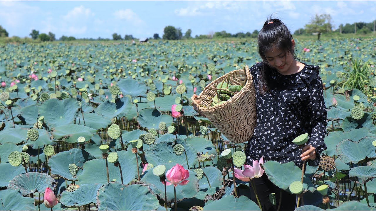 Lotus seeds season in my homeland - Lotus seeds dessert - Prepare by countryside life TV.