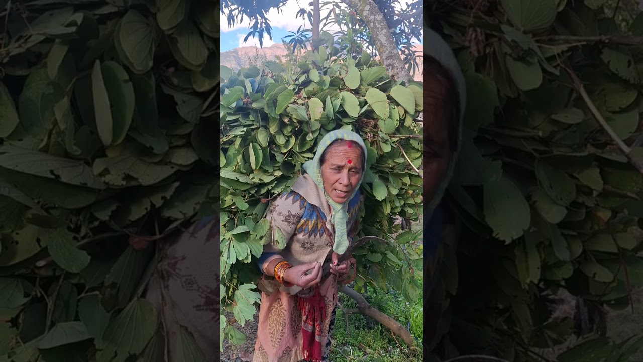 50साल पहले बद्रीनाथ मदिंर समति  जो भी नोकरी करता था उसे वेतन मे सोना चांदी दिया जाता था#😍😍#