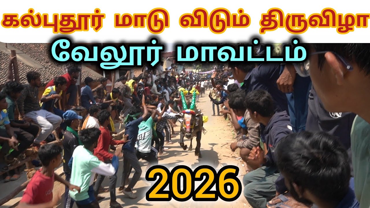 கல்புதூர் எருது விடும் திருவிழா 2026 வேலூர் மாவட்டம் 