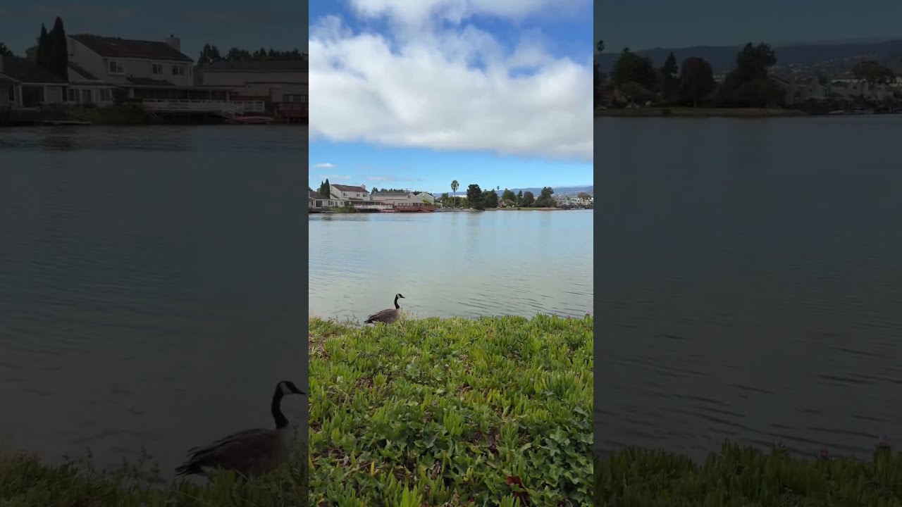 🇺🇸Beautiful California 🇺🇸Live from Redwood Shores - Morning Walk 