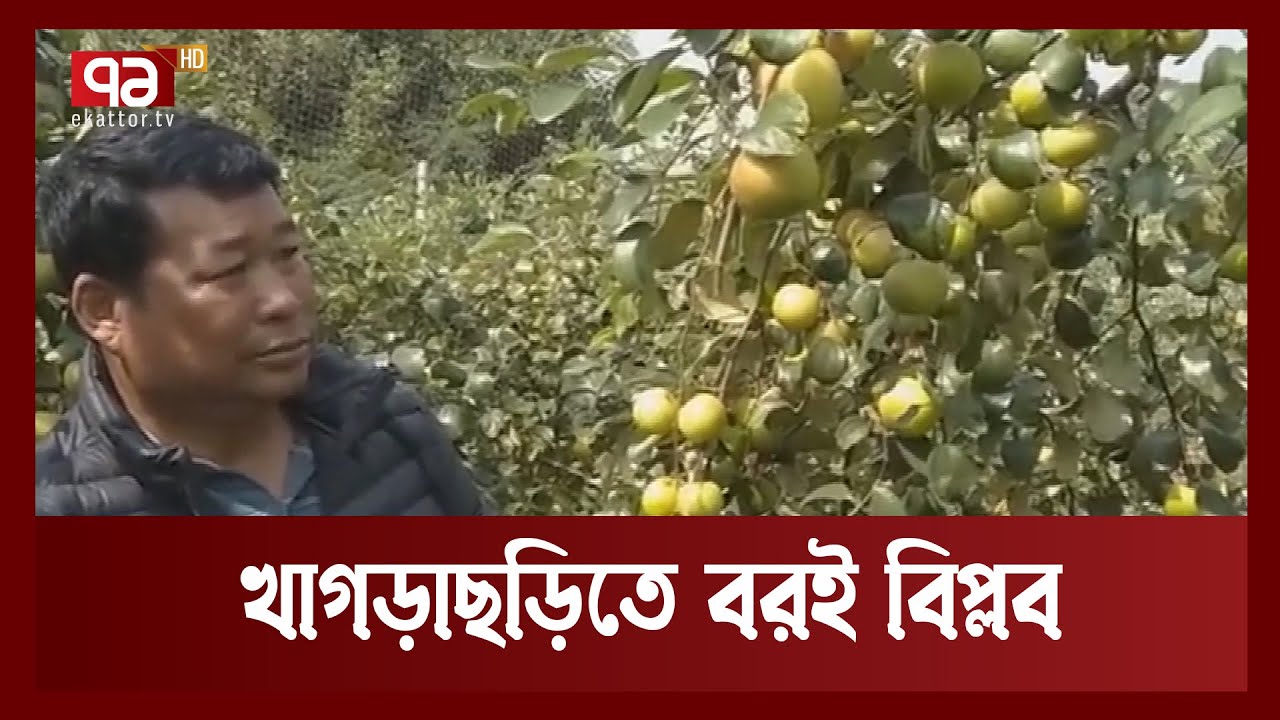 বরই চাষ করে যেভাবে ভাগ্য বদলালো খাগড়াছড়ির কৃষক ! | Khagrachari | Plum | News | Ekattor TV