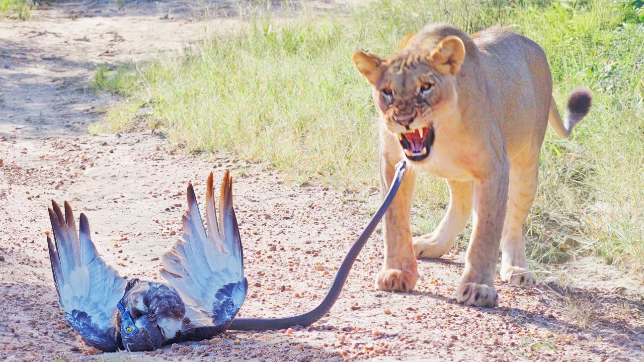 Epic Battle Between Lions, Black Mamba and Eagle!