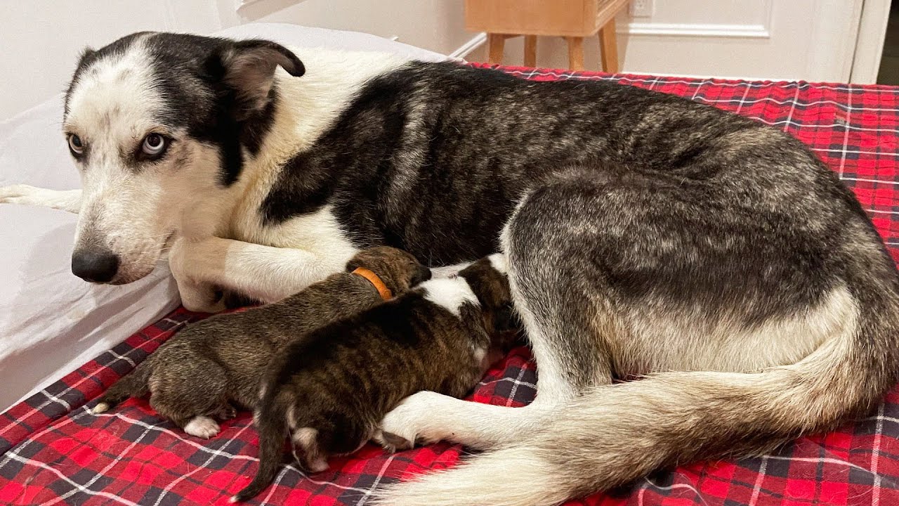 She Moved Her Puppies While I Was Gone...