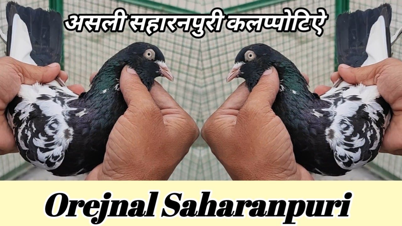 Original Saharanpuri Kabootar ? Arshad Idrisi Pigeon Video •••||••
