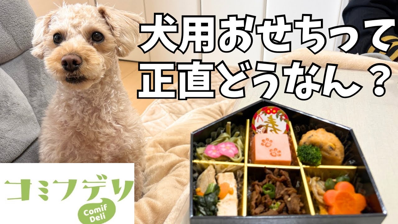 【正直レビュー】コミフ犬用おせち｜初めてのおせちの愛犬の反応がこちら