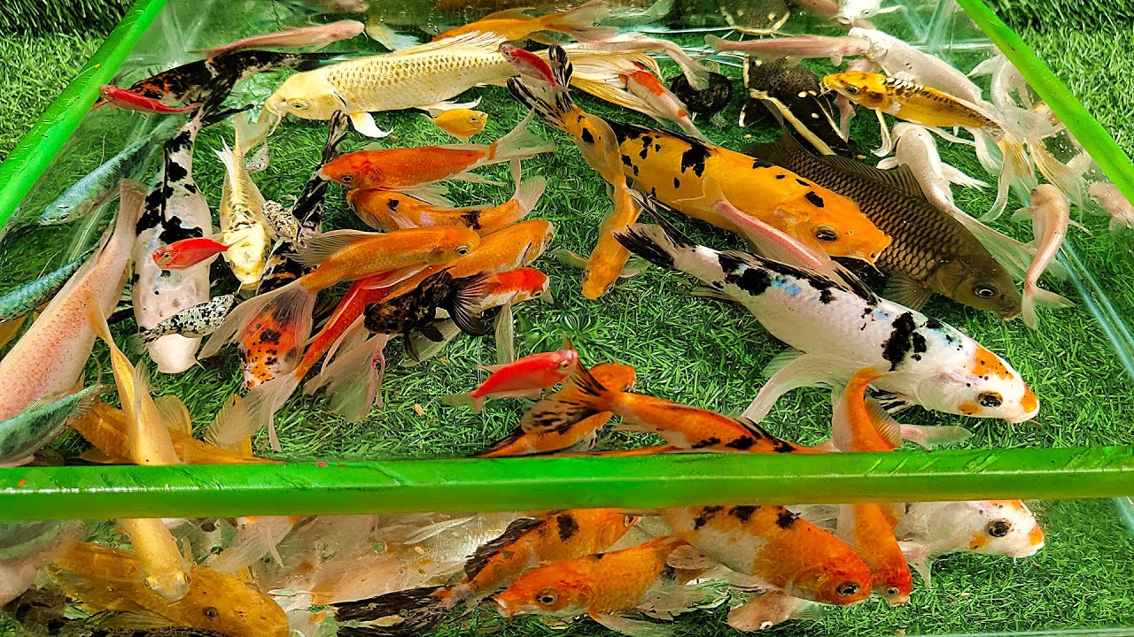 Unboxing Ikan Hias Warna Warni, Ikan Mas Koki Tercantik, Ikan Oscar Lucu, Ikan Naga, Ikan Koi Besar
