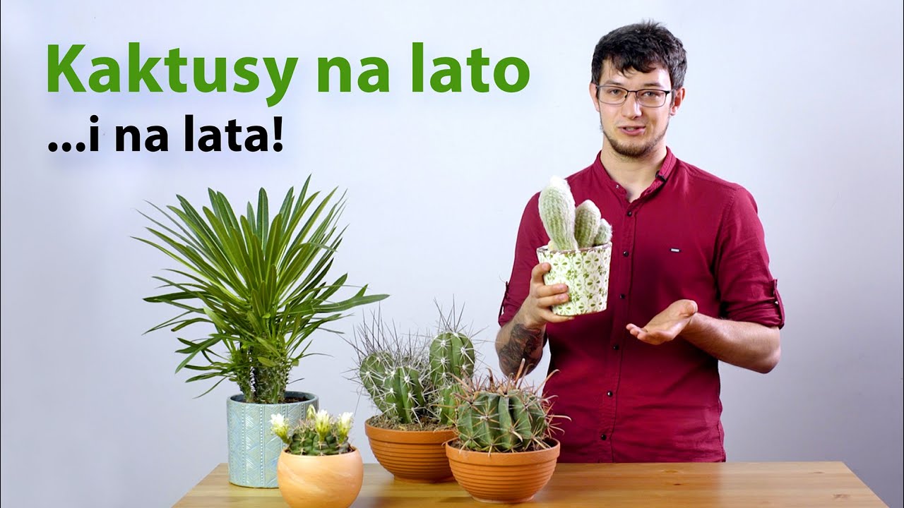 KAKTUSY na lato i na lata! Palma z Madagaskaru | Cephalocereus | Gymnocalycium