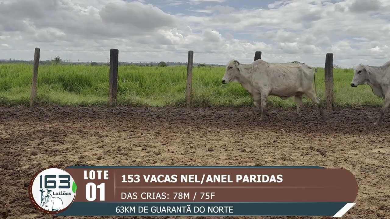 lote 01