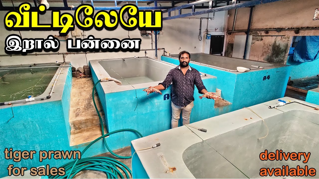 வீட்டிலேயே இறால் பன்ணை வைத்து அதிக லாபம் ஈட்டும் திரு அந்தோனி|Tiger prawns aquafarm|prawns for sale.