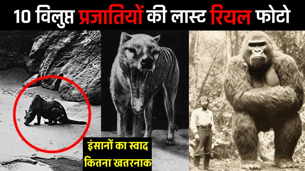 इंसानों की वजह से एक तस्वीर में सिमटे ये 10 जानवर | 10 Last Photos Of Extinct Animals | PhiloSophic