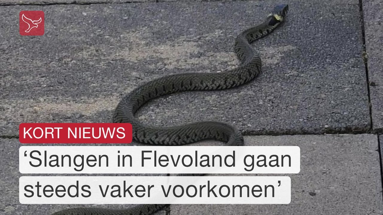 Residiah vindt een slang in haar tuin, is dat gevaarlijk? | Omroep Flevoland