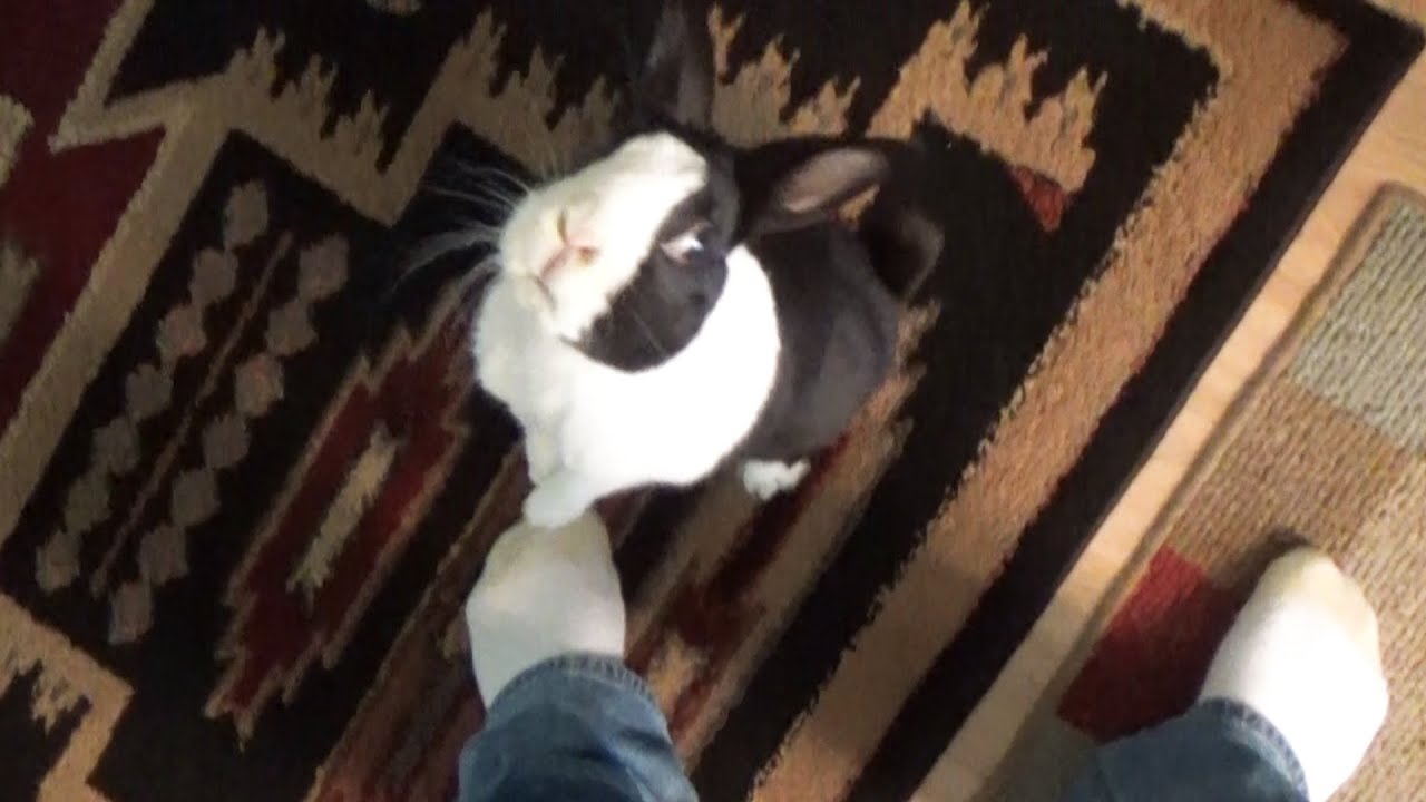 Rabbit falls over in excitement