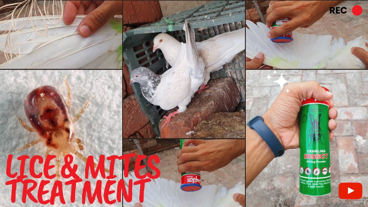 Pigeons lice and mites treatment | Kabootar ki Juon ka Ilaaj | Hamare Dihati Shok