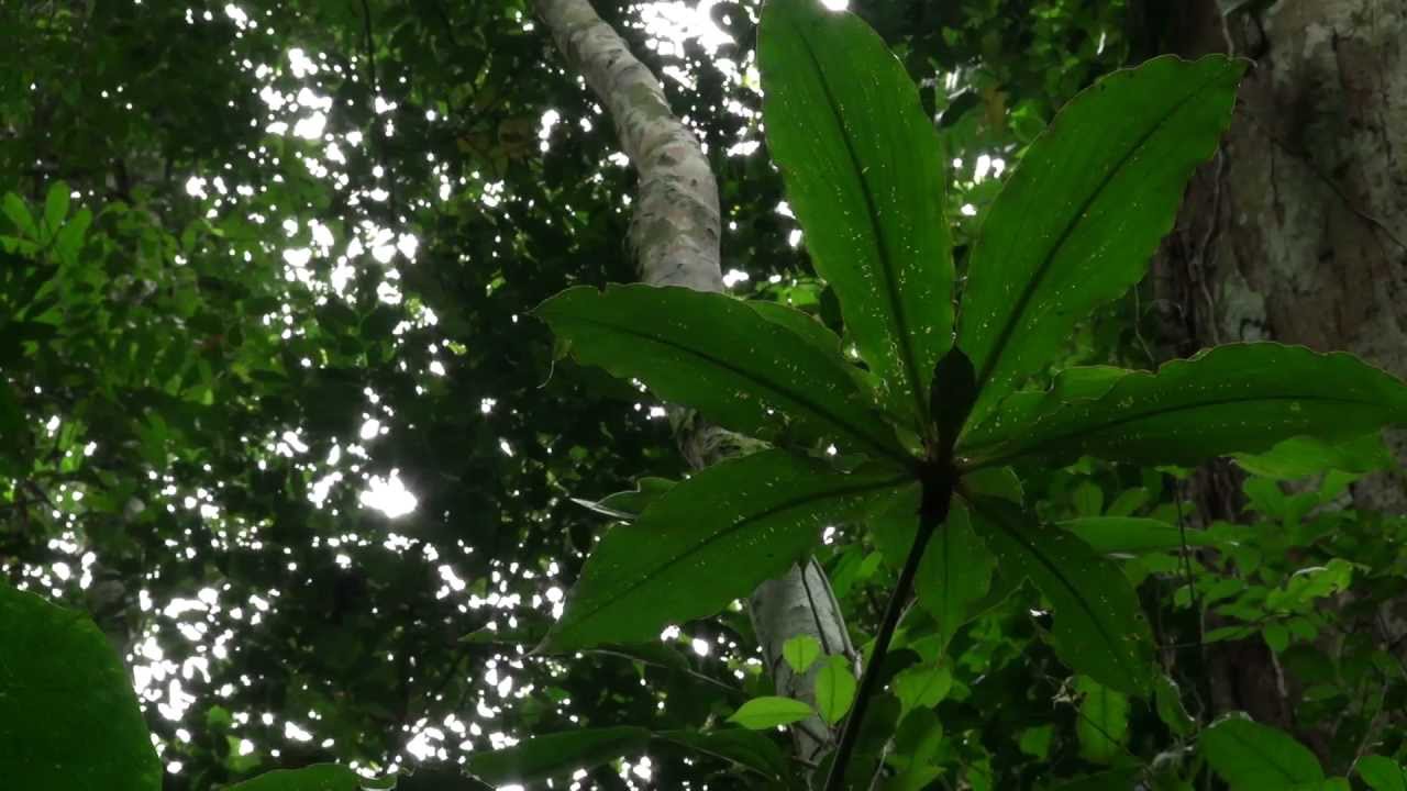 Le Bassin du Congo: L'Etat des Forêts