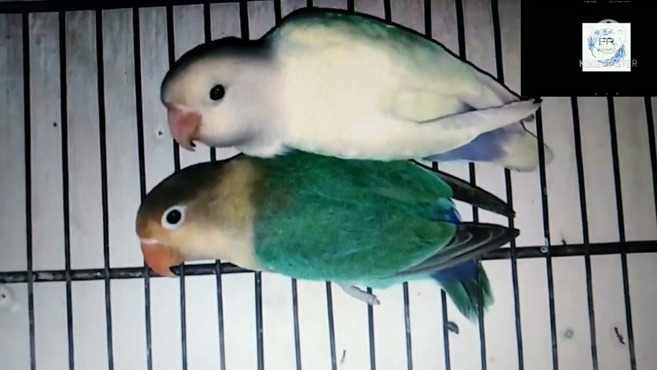 Parblue split ino and albino red eyes progress
