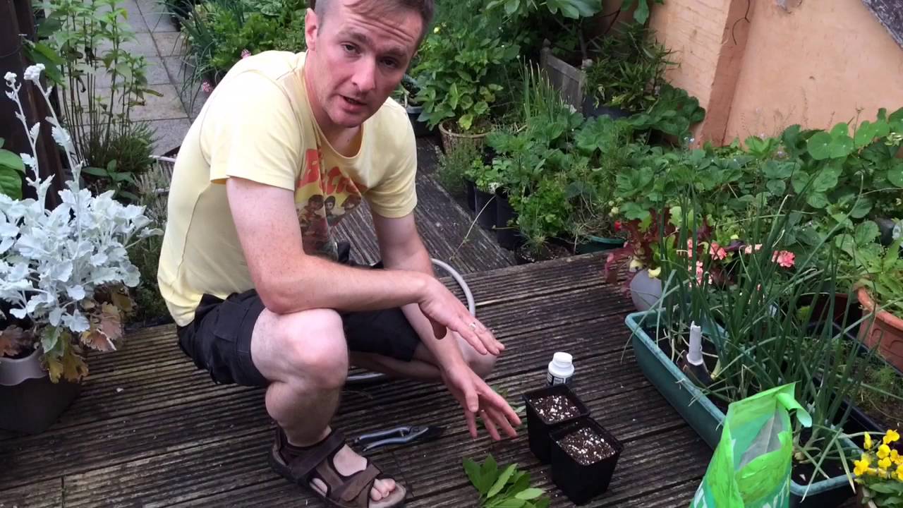 Softwood / semi ripe cuttings of Bay and Mock Orange