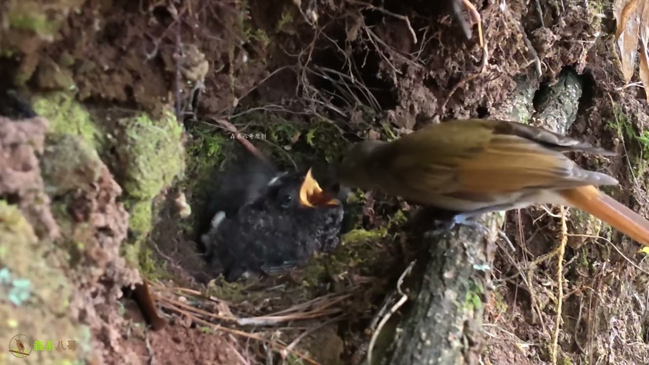 This kind of cuckoo is gentle in nature, does not harm other chicks这种杜鹃鸟性格温和，不伤害小鸟，可以和小鸟一起长大