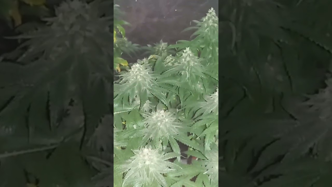 Gelato 44 | Watermelon | Legendary OG week 8 just before lights on #cannabisgrower #organicweed