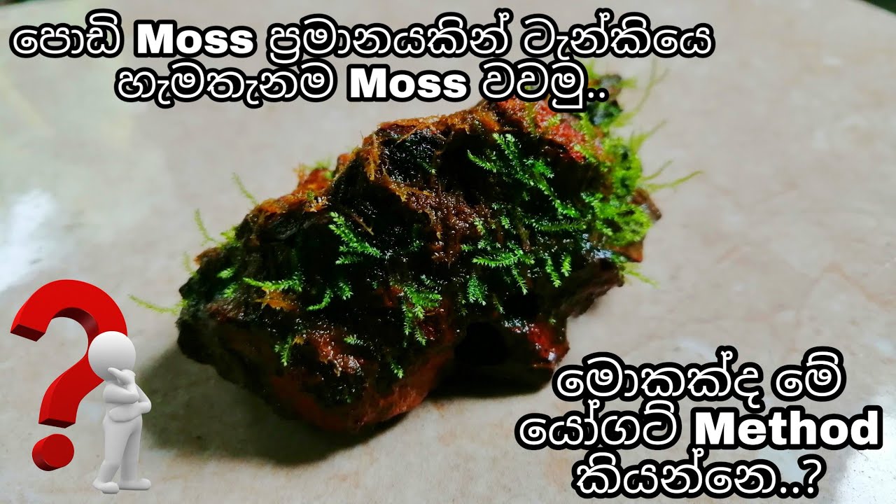 Let's grow moss everywhere in the aquarium with a small amount of moss