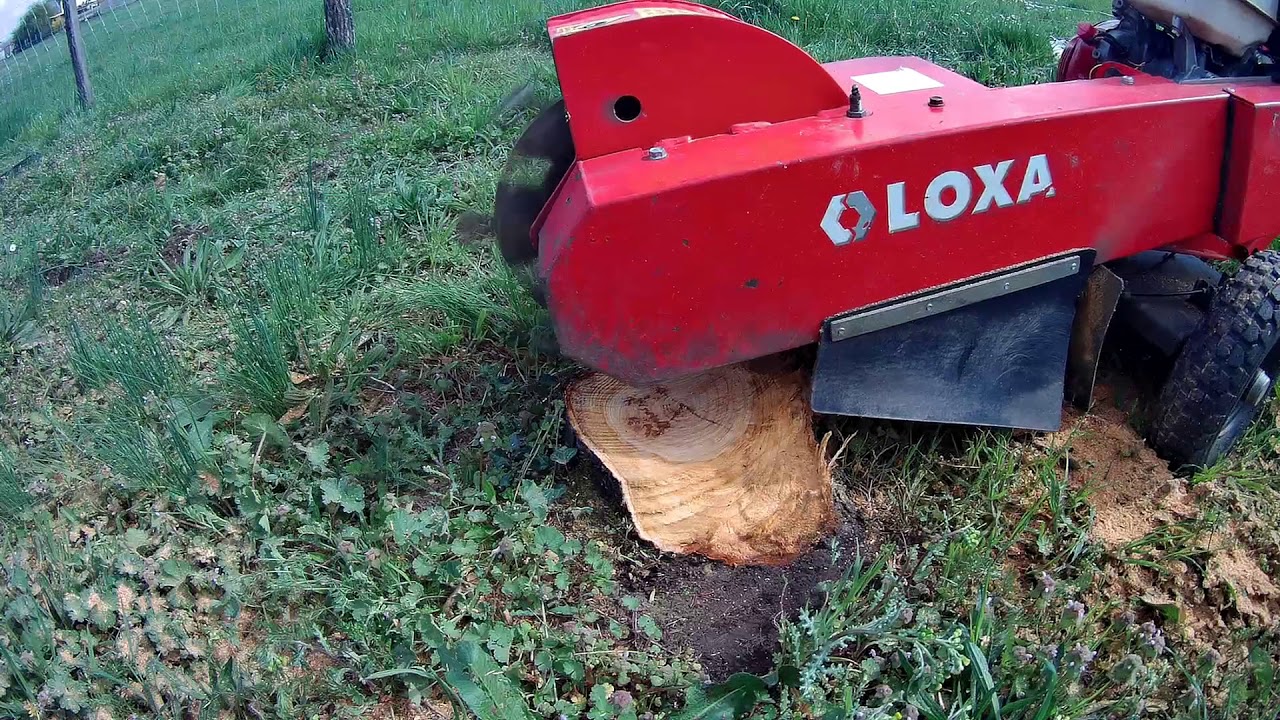 rogneuse de souche loxam