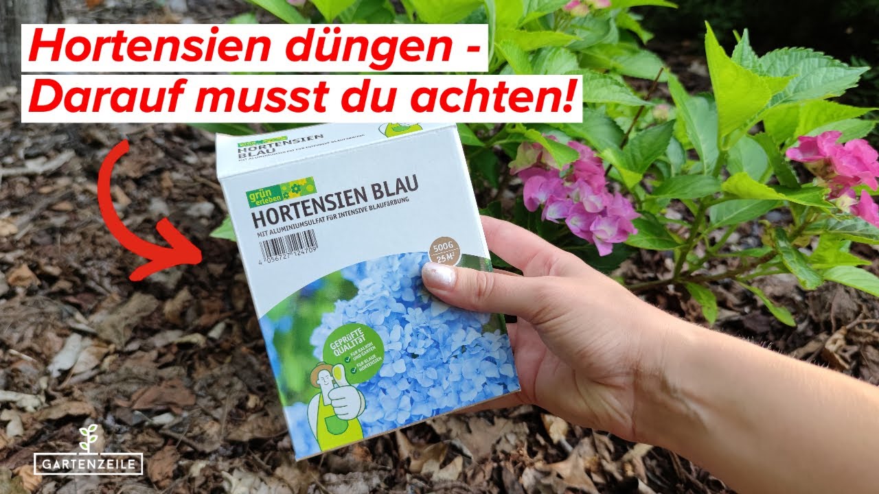 Hortensien düngen - Darauf musst du achten!