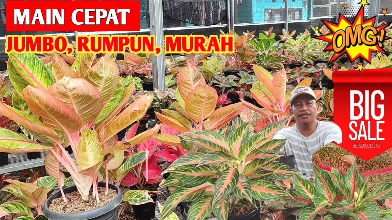 Main Cepat‼️ Aglonema Jumbo, Rumpun, Harga Murah ~ 75