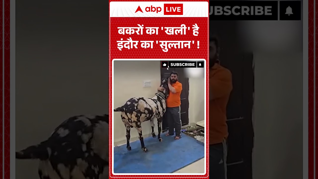 Indore Viral Video : बकरों का 'खली' है इंदौर का 'सुल्तान'! | #ytshorts #viralnews #indorenews
