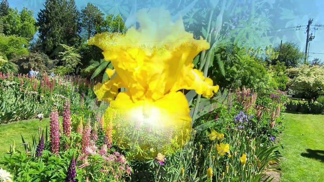 Schreiner's Iris Gardens  2024
