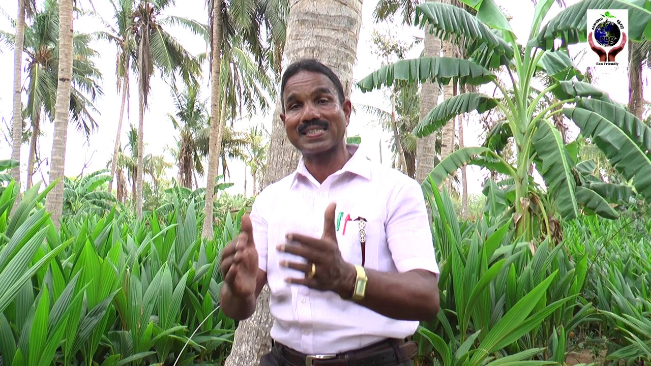 027 : பாதுகாப்பு பெல்ட் உடன் தென்னை மரம் ஏறும் கருவி ...