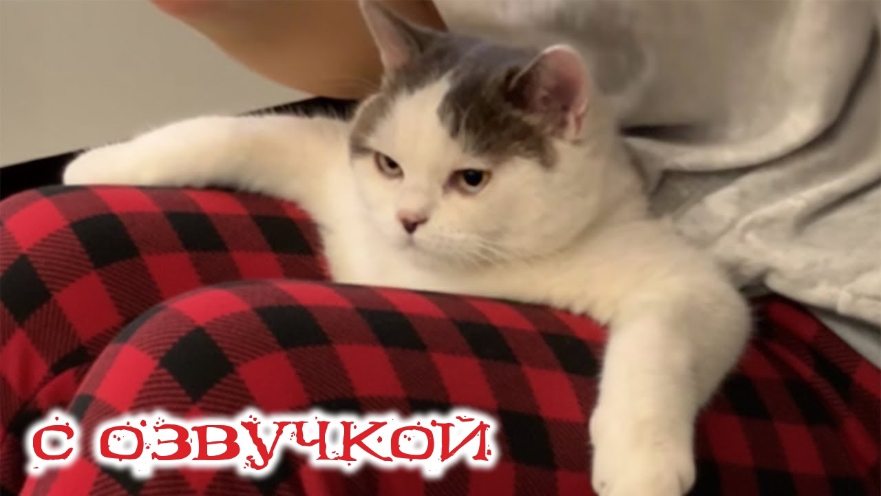 СМЕШНЫЕ КОТЫ С ОЗВУЧКОЙ! Лучшие Приколы 2026! Котики Зажигают!