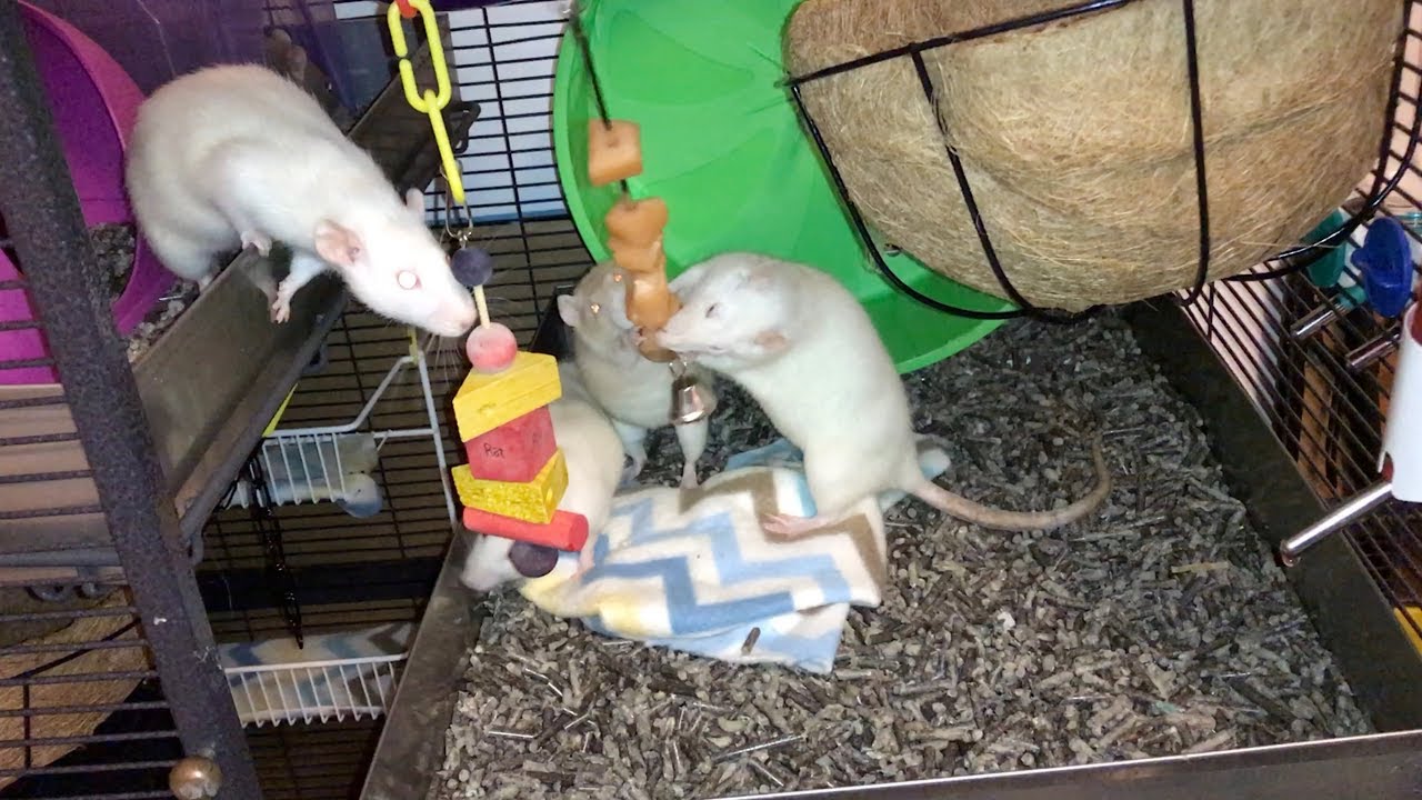 Rat Foraging Friday #5 (Skewer Foraging Toy)