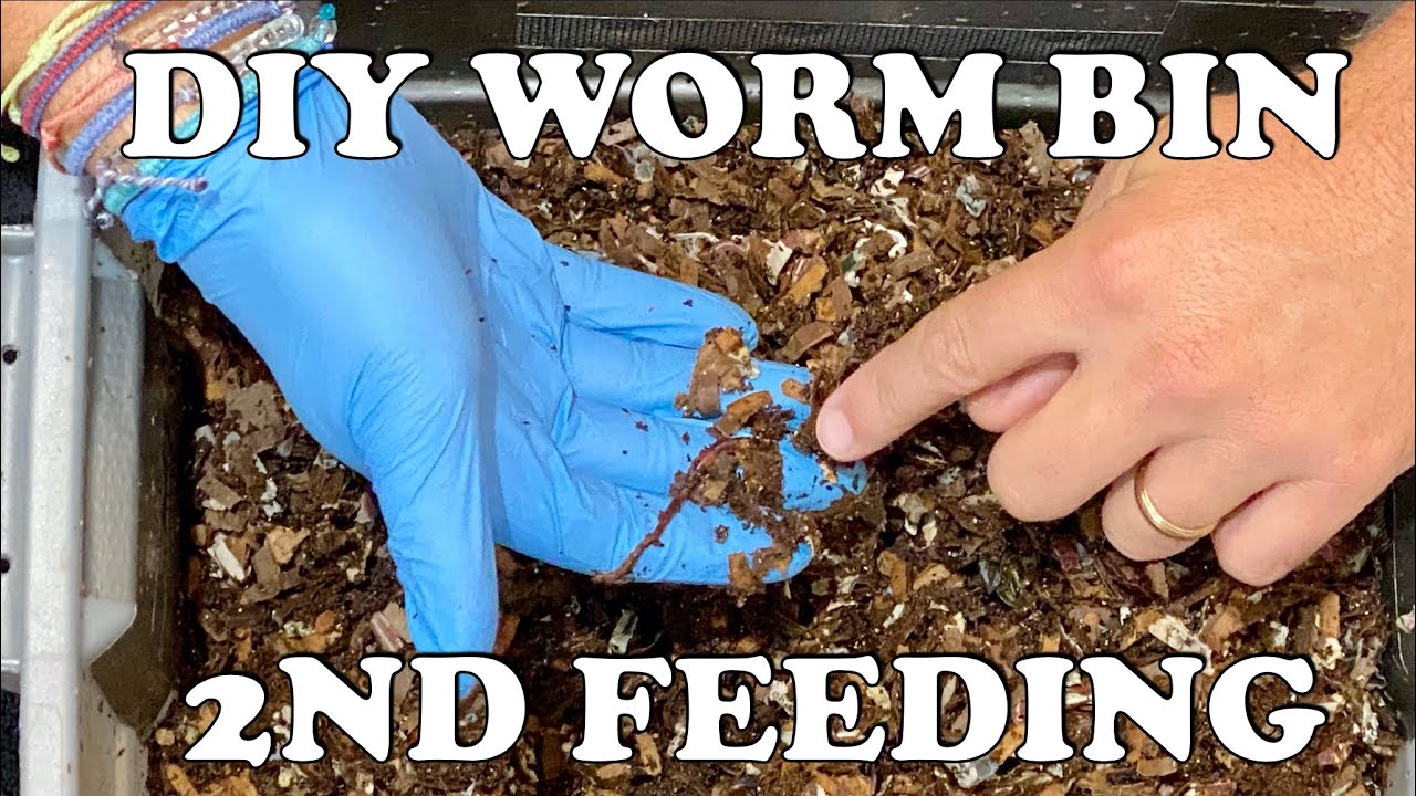 How Much to Feed a New Worm Bin & What I Look For Early On In My Red Wiggler DIY Worm Bin Worm Farm
