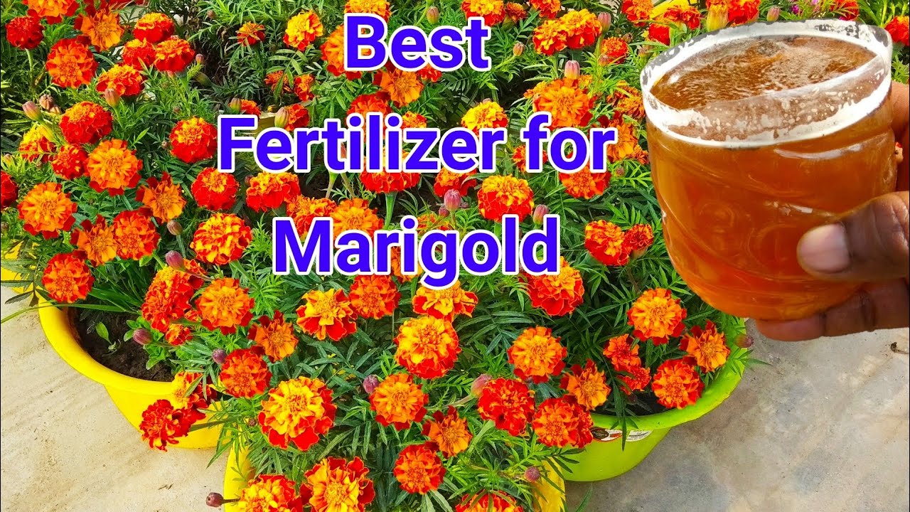Marigold Best Fertilizer for more Flowers/Best Marigold Fertilizer