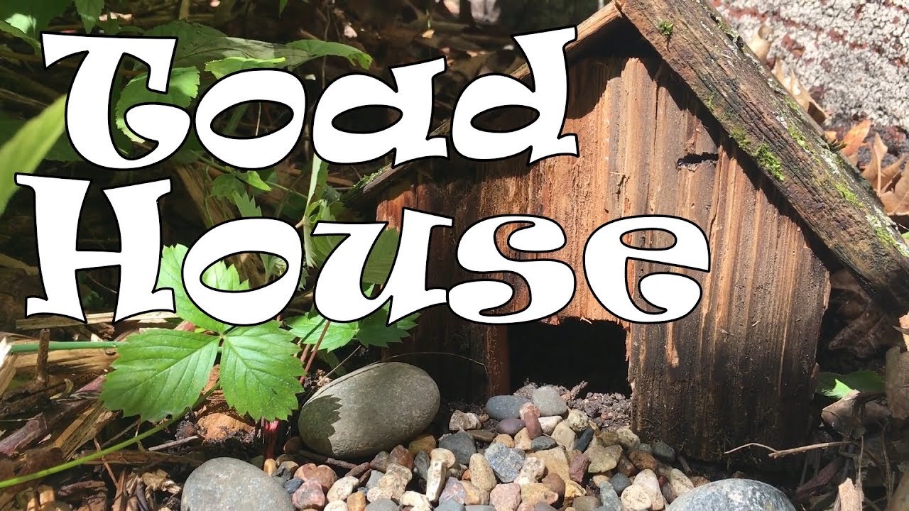 Toad House 🏡