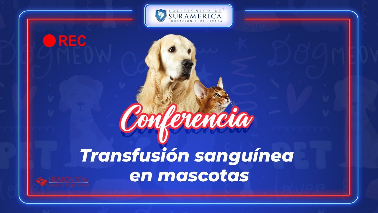 CONFERENCIA | Transfusión sanguínea en mascotas | 8/10/2022