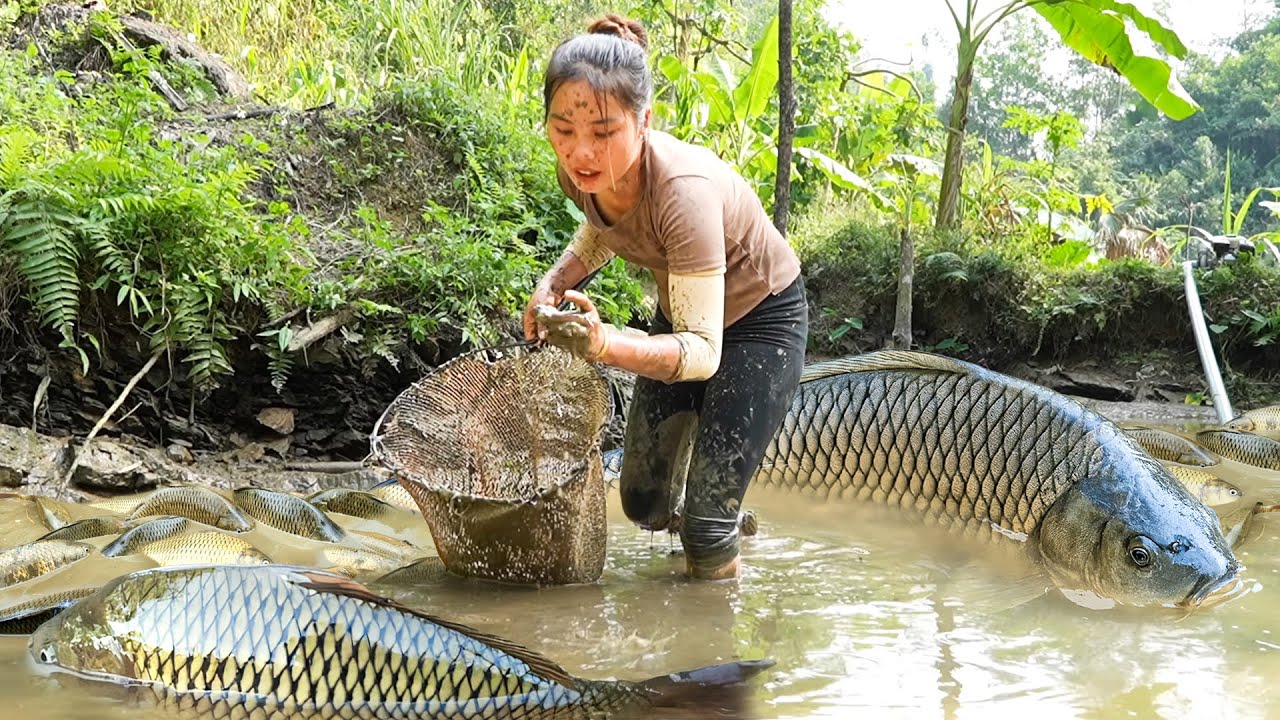 Harvesting a Giant School of Big Carp by Hand in the Fish Pond and Bring them to the Market to Sell